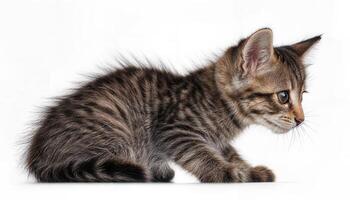 Adorable Kitten Lounging Sideways on a Spotless White Background, Presenting a Playful and Charming Scene with Soft Textures and Expressive Eyes, Radiating Cute Energy and Grace. photo