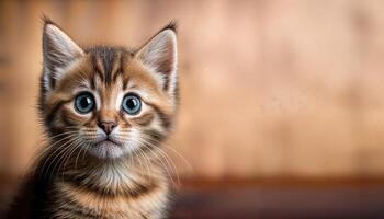 Kitten Staring with Blank Space for Text Overlay Cute and Shy Animal Meme Graphic Ideal for Humorous Quotes or Jokes, Digital Art, Home Decor, or Design Inspiration photo