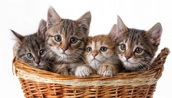Kittens in a Basket Playful and Adorable Kittens Nestled Among Soft Blankets, Amidst a Cozy Home Environment, Radiating Joy and Contentment. photo