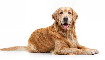 Golden Retriever Isolated on White Background Cute and Friendly Canine Pet Animal Sitting in a Pure Setting, Evoking Warmth and Serenity. photo