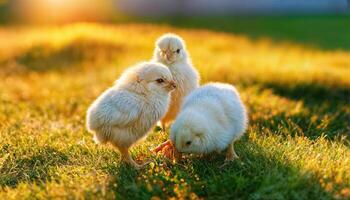 Vibrant Chicks Amidst a Blanket of Sunlit Yellow Grass A Bountiful Scene of Spring in High Detail, Offering a Tranquil and Nurturing Atmosphere for All to Admire. photo