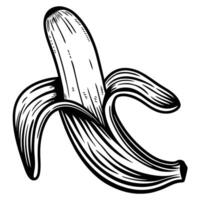 detailed black and white illustration of a peeled banana showing intricate line art and shading vector