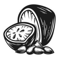 Coconut fruit illustration with shell, pulp, and seeds monochrome line art design for tropical, natural food and nutrition concepts vector