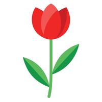 A red tulip on a white background vector