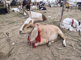 Herd of Goats Lying on Dirt Ground with Twigs During Qurbani photo