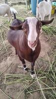 Brown Goat with White Face Standing on Dirt at Eid ul Adha Fair photo