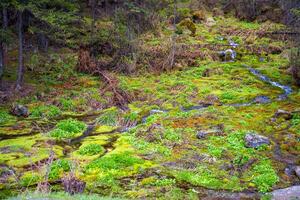 Spring emerging from the ground forming small streams near Kosh-Agach Altai Russia. Sacred energy site marked by ritual ribbons on tree. High quality photo