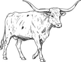 Walking Longhorn Cow Illustration in Vintage Western Farm Style vector