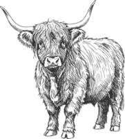 Front-facing vintage Highland cow with long horns and shaggy fur in detailed ink-style farm animal sketch illustration vector