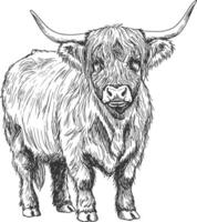 Detailed angled sketch of Highland cow with long horns and textured fur in rustic farm animal hand-drawn illustration style vector