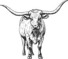 Front View of Standing Texas Longhorn Bull Hand Drawn in Vintage Western Style vector