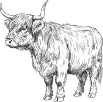 Vintage style profile illustration of Highland cow facing left with long shaggy hair and curved horns in hand-drawn farm sketch vector