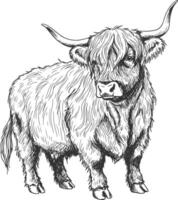 Rustic hand-drawn sketch of Highland cow with thick shaggy fringe over eyes and curved horns in a detailed farm illustration vector