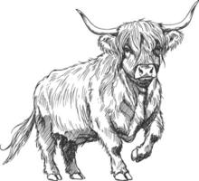 Vintage Highland cow in walking motion with shaggy fur and curved horns, hand-drawn rustic cattle illustration in ink style vector
