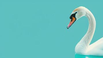 Elegant Swan with Graceful Neck Curve on Teal Background with Copy Space, Majestic Water Bird Photography for Nature, Wildlife, and Serenity Concepts photo