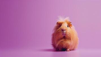 Fluffy Guinea Pig with Soft Fur on Purple Background, Cute Small Pet Rodent Closeup Portrait, Adorable Animal Face with Whiskers and Big Eyes, Copy Space for Text photo