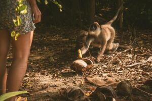 Tufted gray langur grabs banana from human hand in tropical forest clearing with coconuts on ground in South Asia photo