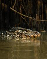 Water monitor swims through murky river in dense mangrove forest near Tangalle, Sri Lanka, with sharp focus on reptile head and scaly skin photo