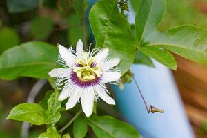 the flower of the passion fruit tree is a perfect flower. White petals, green sepals. It has appendages arranged in circles. thread-like shape. The base is dark purple. photo