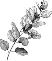 Botanical illustration of eucalyptus branch with detailed leaves in line art style vector