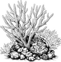 Black and white illustration of coral reef with diverse coral structures vector