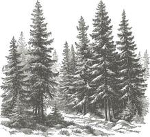 Black and white illustration of a dense forest of pine trees in winter setting vector