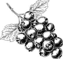 Botanical illustration of blackcurrant cluster with leaves in detailed line art vector