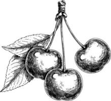 Detailed illustration of cherries on stem with leaves in botanical style vector