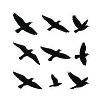 Flying Bird Silhouette Collection in Various Flight Positions on White Background vector