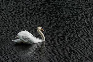 A white swan with an orange beak swims on dark water with small ripples on the surface. photo
