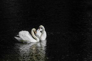 Two white swans with curved necks on dark water form a heart symbol, reflections are visible. photo