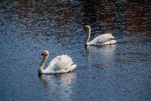 Two white swans are swimming on the calm blue water of a pond, creating light ripples. photo