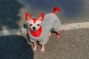 A chihuahua painted red in a gray jumpsuit stands on asphalt, looking at the camera. photo
