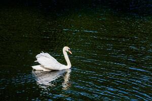 A large white swan with an orange beak swims on dark green water, creating light waves on a sunny day. photo