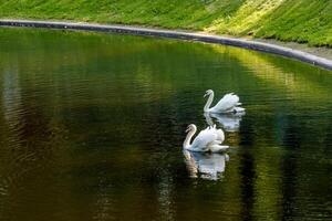 Two white swans are swimming on the greenish water of a pond, a grassy slope is visible on the shore. photo