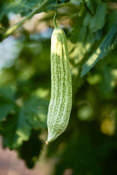 A green cucumber hanging from a tree photo