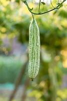 A cucumber hanging from a vine in a garden photo