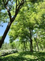 A green park with trees and bushes photo
