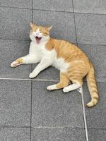 A cat yawning on a tile floor photo