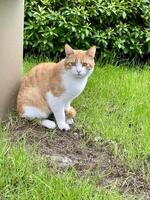 A cat sitting on the grass next to a pole photo