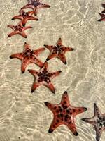 Starfishs in shallow water on a beach photo
