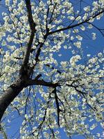 A tree with white flowers against a blue sky photo