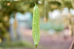 A green plant hanging from a tree photo