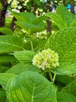 A green plant with a flower in the middle photo