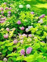A field of pink and purple flowers in a garden photo