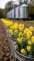 A row of metal buckets with yellow flowers in them photo