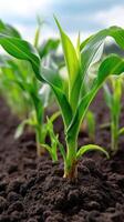 Corn plant growing in the soil photo