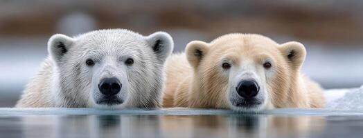 Two polar bears are standing in the water photo