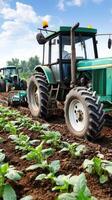 Tractor and tractor in a field with tobacco plants photo