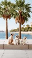 Three cats sitting on a ledge near the ocean photo